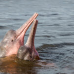 Pink Dolphin Tour by Speed Boat