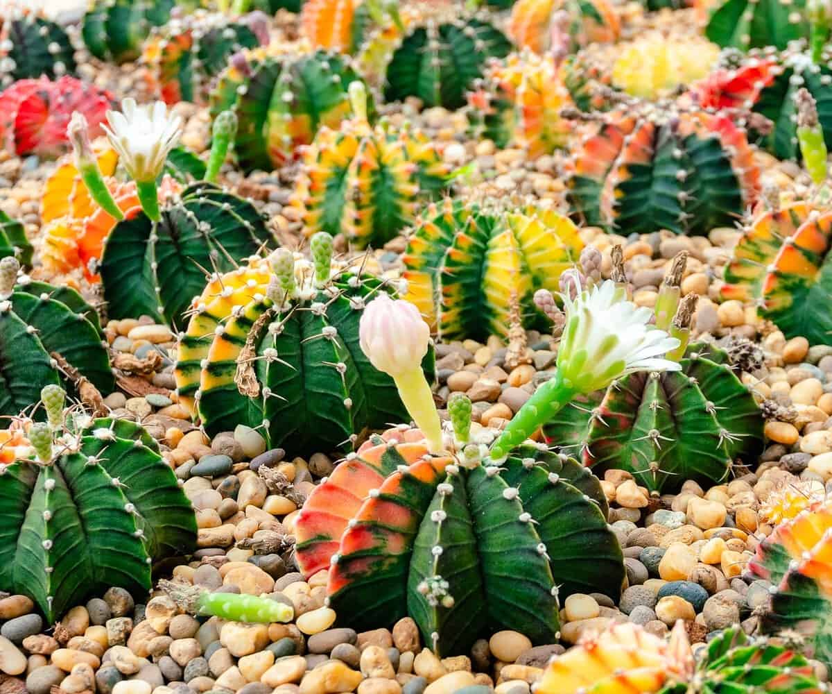 Pattaya Nong Nooch Tropical Garden